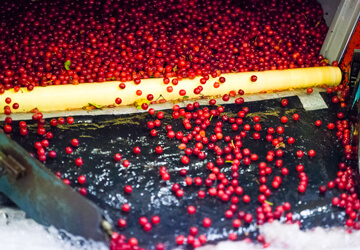 Cerises qui font partie d'une recette des Gourdes Minute Fruitée