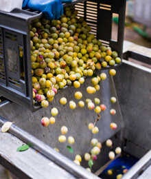 Purées de fruits